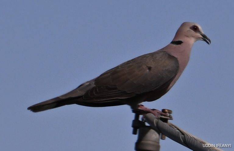 Birds of Lagos (Red-eyed Dove - Streptopelia semitorquata).
#BirdsOfLagos