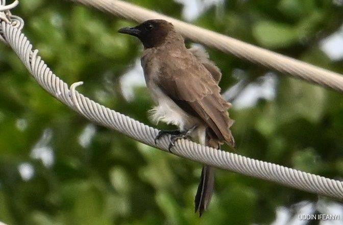 Birds of Lagos (Common Bulbul - Pycnonotus barbatus).
#BirdsOfLagos