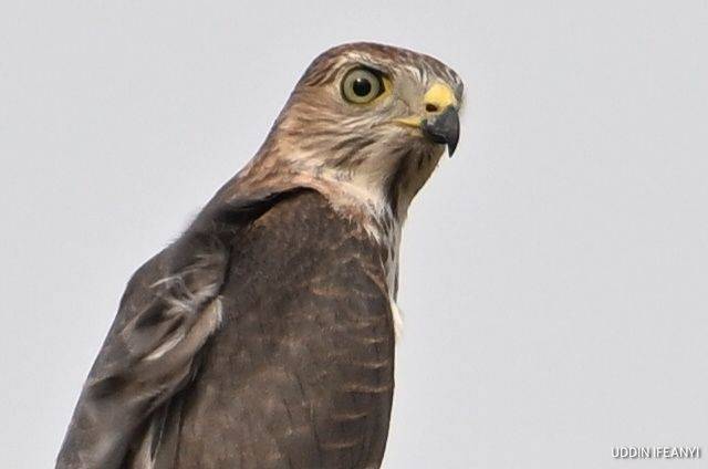 Birds of Lagos (Shikra -Tachyspiza badia).
#BirdsOfLagos