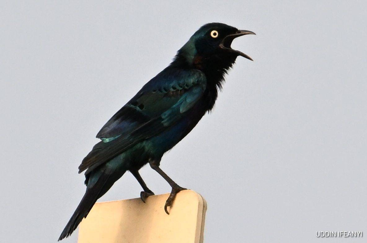 Birds of Lagos (Splendid Starling - Lamprotornis splendidus).
#BirdsOfLagos