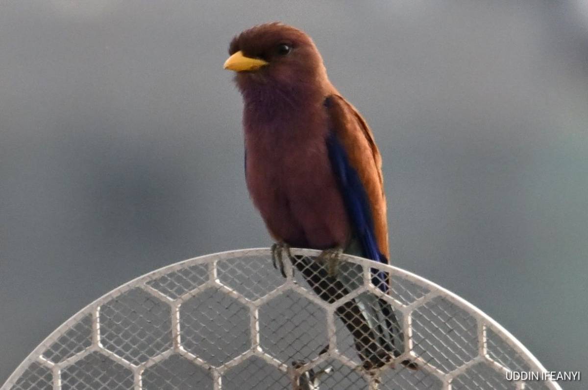 Birds of Lagos (Broad-billed Roller - Eurystomus glaucurus).
#BirdsOfLagos