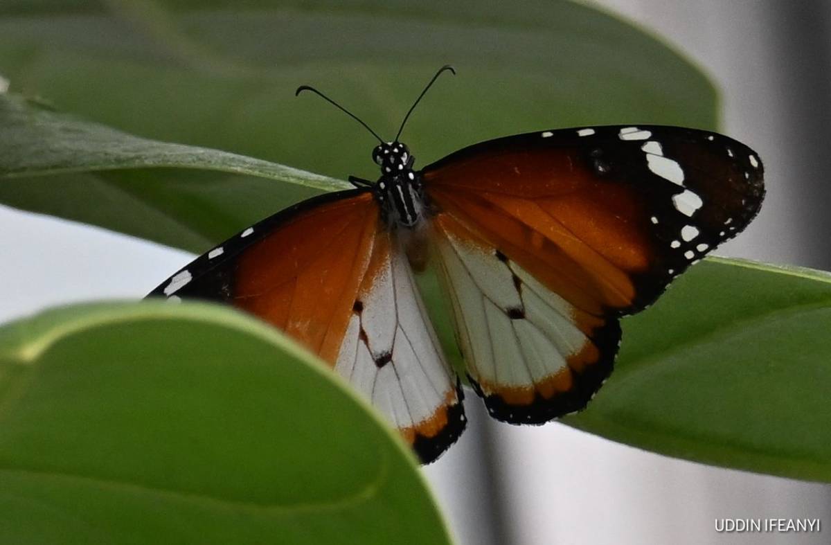 African Queen — Danaus chrysippus.