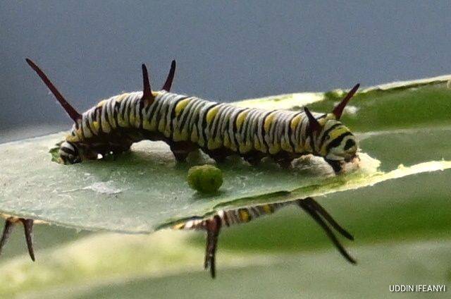 Caterpillar of the African Queen — Danaus chrysippus.