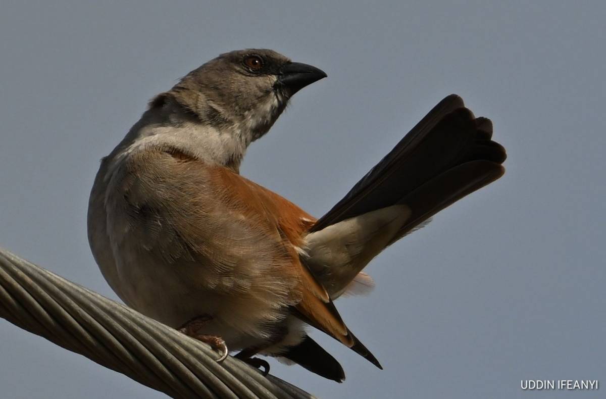 Birds of Lagos (Northern Grey-headed Sparrow - Passer griseus).
#BirdsOfLagos