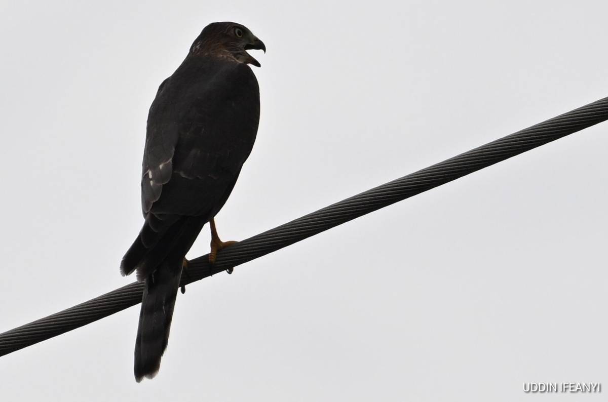Birds of Lagos (Shikra -Tachyspiza badia).
#BirdsOfLagos