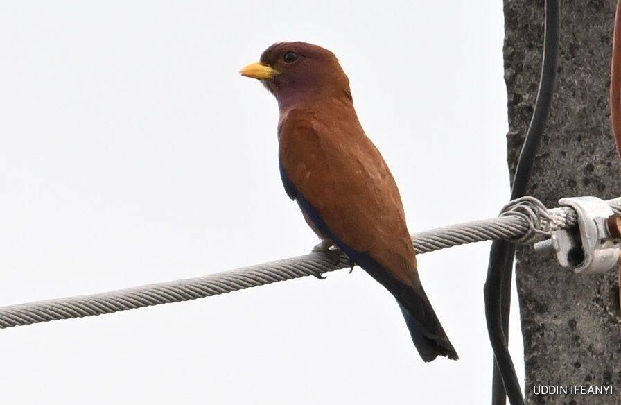 Birds of Lagos (Broad-billed Roller - Eurystomus glaucurus).
#BirdsOfLagos