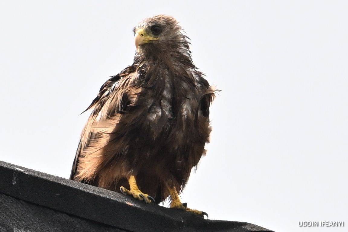 Birds of Lagos (Black kite - Milvus migrans).
#BirdsOfLagos
