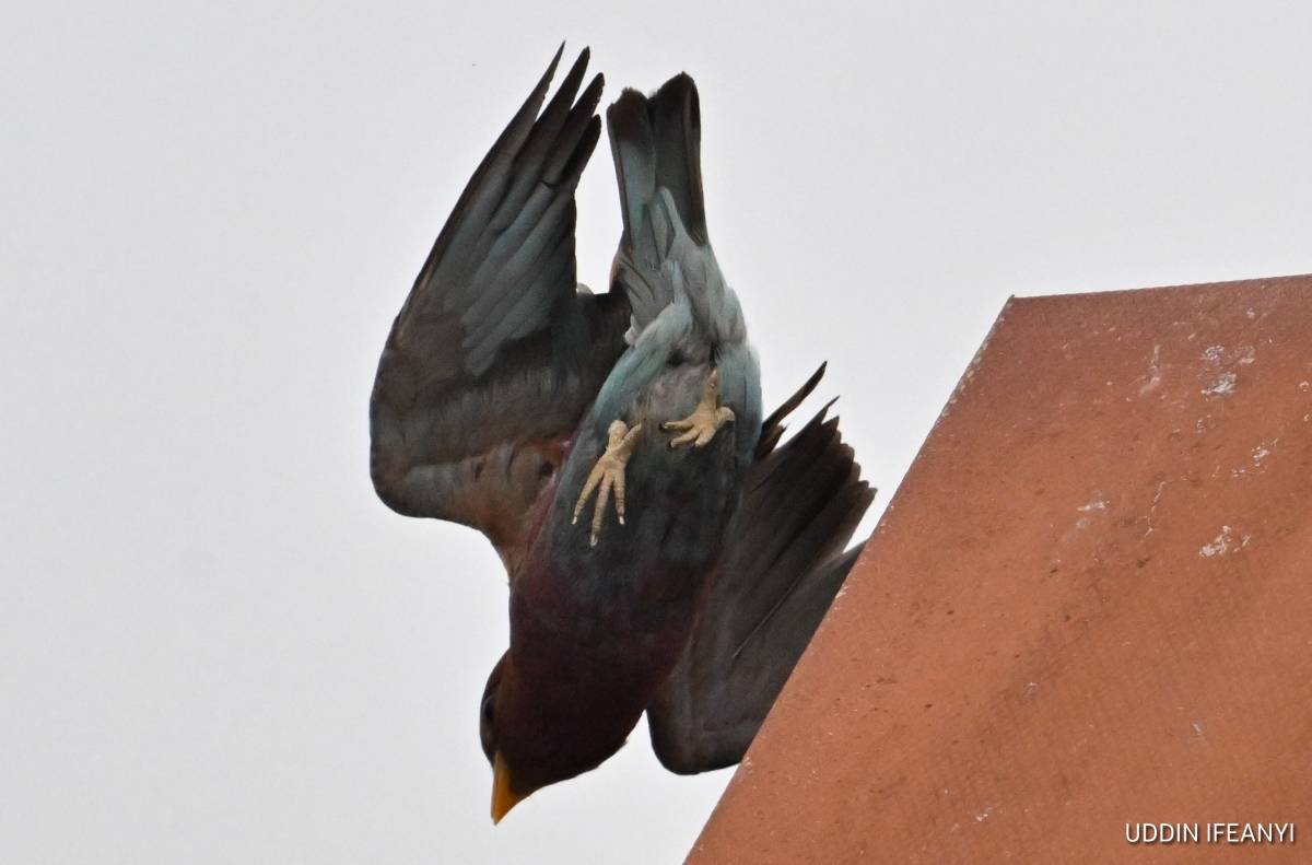 Birds of Lagos (Broad-billed Roller - Eurystomus glaucurus).
#BirdsOfLagos