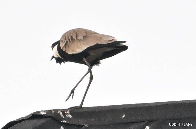 Birds of Lagos (Spur-winged Lapwing - Vanellus spinosus).
#BirdsOfLagos
