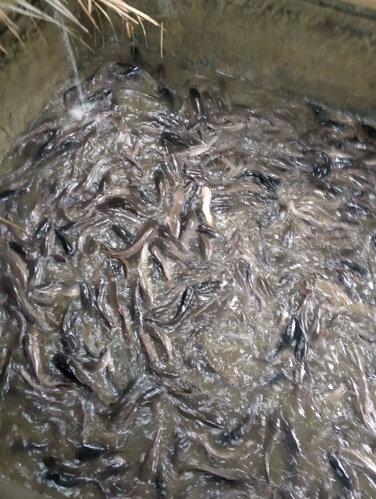 months from figerlings