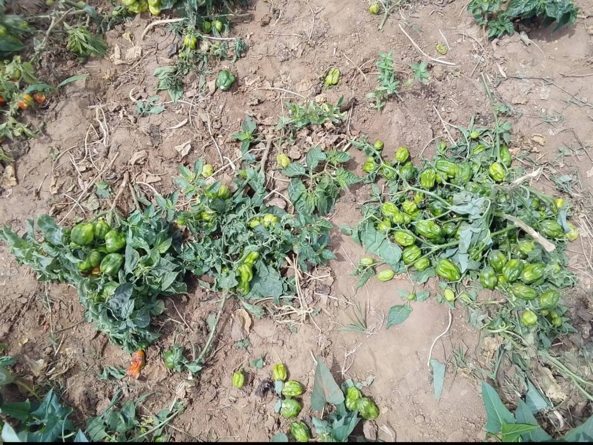 Farms destructions by Fulani herdsmen at Ariri village, Miango District, Irigwe Chiefdom, Bassa LGA...