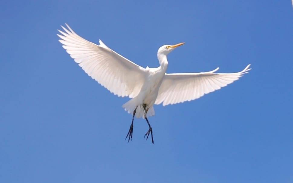 Lekeelekee is flying.