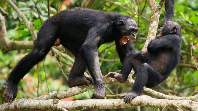 Over 200 chimpanzees in Uganda have split into rival factions and descended into a deadly civil war;...