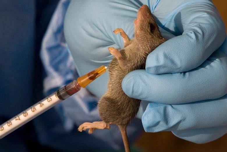 Nigeria is currently battling a Lassa fever outbreak, with 318 confirmed cases and 70 deaths reporte...