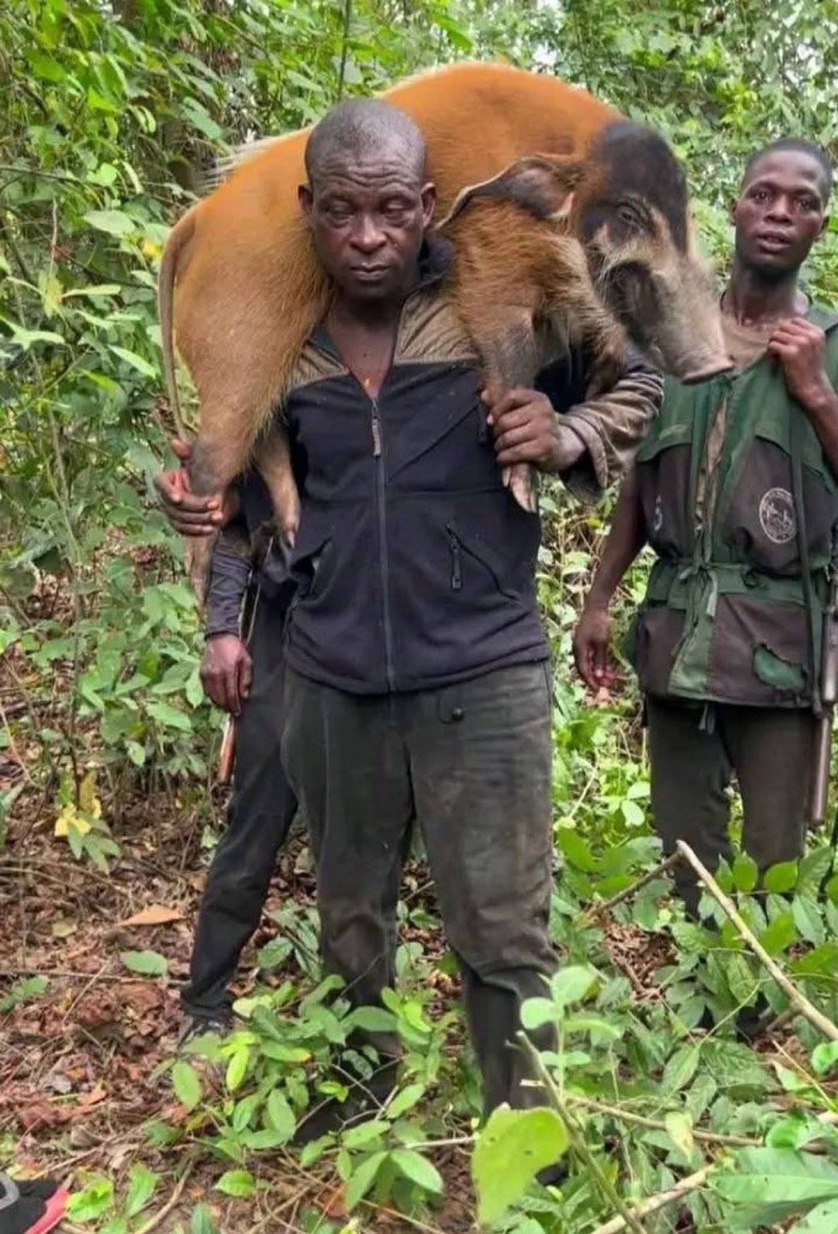 Nigerian hunters caught a rare Red River Hog in Ijebu, Ogun State