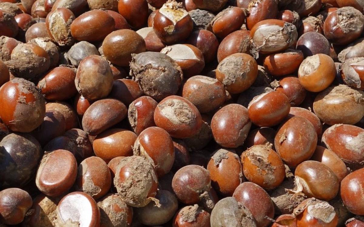 President Bola Ahmed Tinubu has approved the extension of the ban on the export of raw shea nuts for...