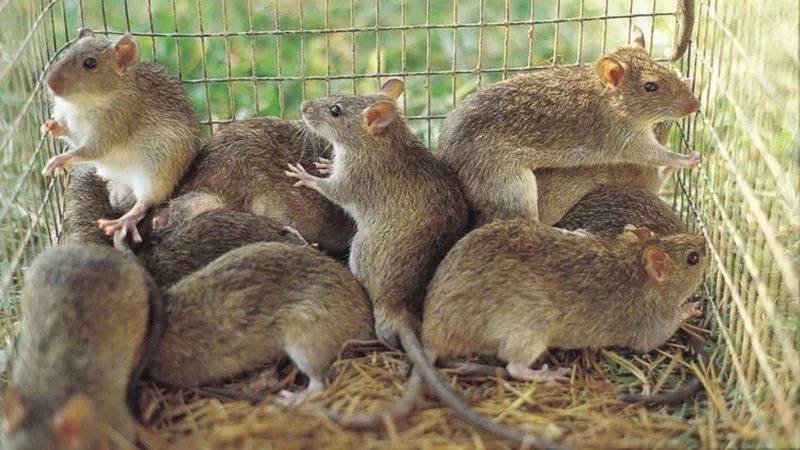 Nigeria ๐ณ๐ฌ records 82 Lassa Fever cases and 20 deaths in one week.
~ NCDC