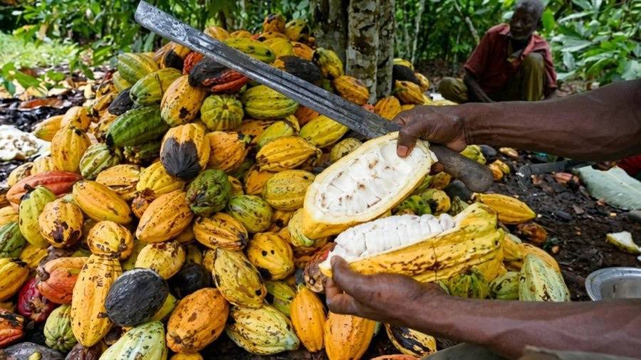 Nigeria to make more money from cocoa as global prices jump from $2,000 to over $12,000