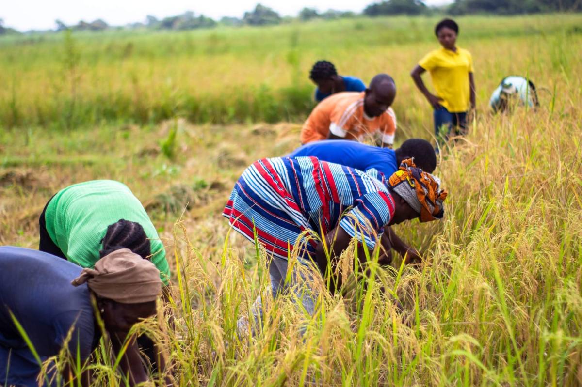 Federal Government Introduces Collateral-Free Loans to Boost Smallholder Farmers