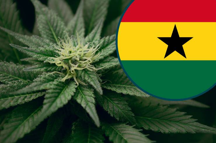 Ghana Legalises Cannabis Farming For Industrial, Medicinal Purposes, Invites Applications For Licenc...