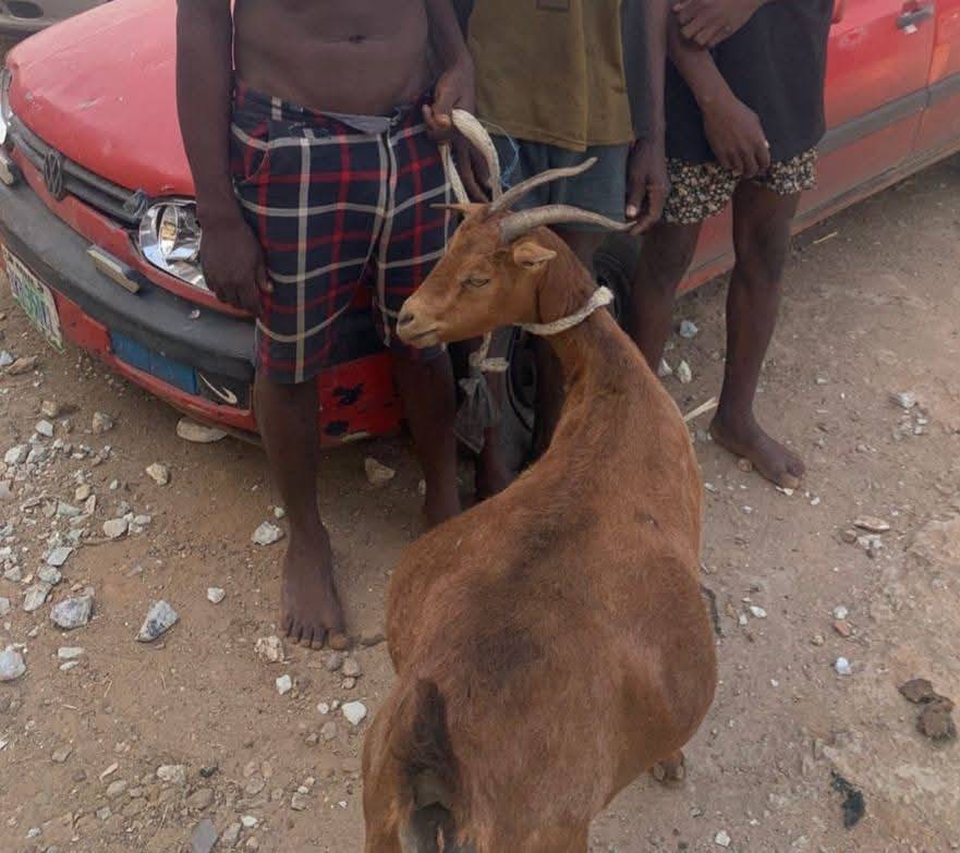 The Niger State Police Command has arrested three suspected livestock thieves and recovered one stol...