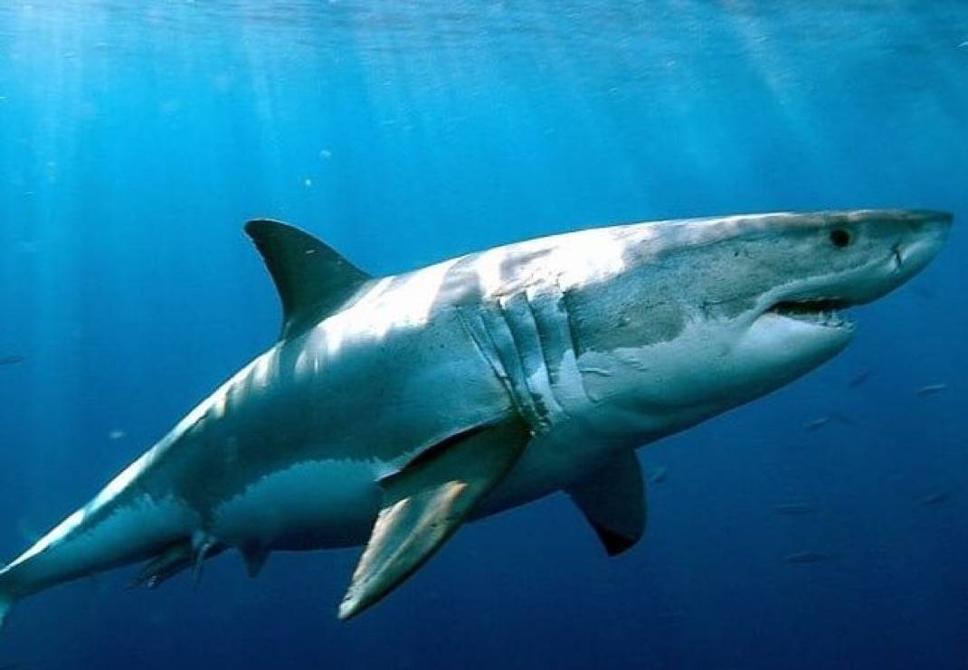 Sharks test positive for cocaine and caffeine in Bahamas