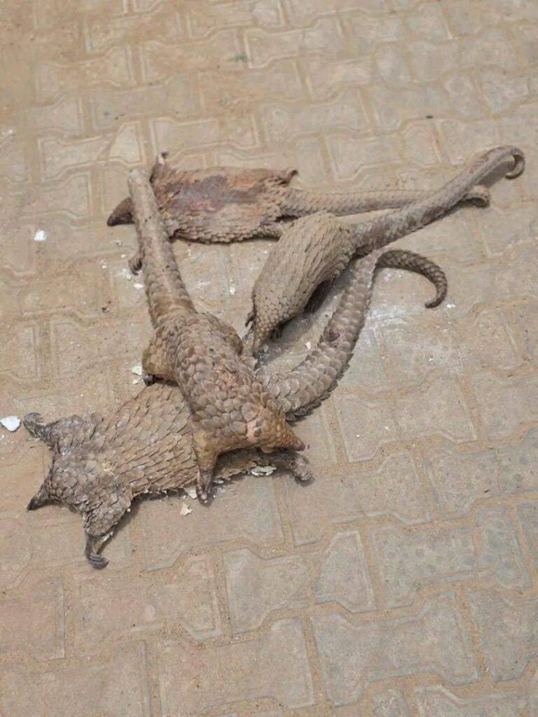 Customs intercept live pangolins, intensifies crackdown on wildlife traffickers