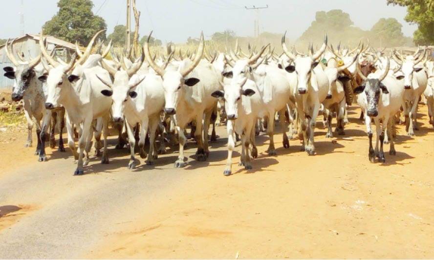 Bandits have demanded 700 cows and 1,000 sheep from three communities in Kankia Local Government Are...