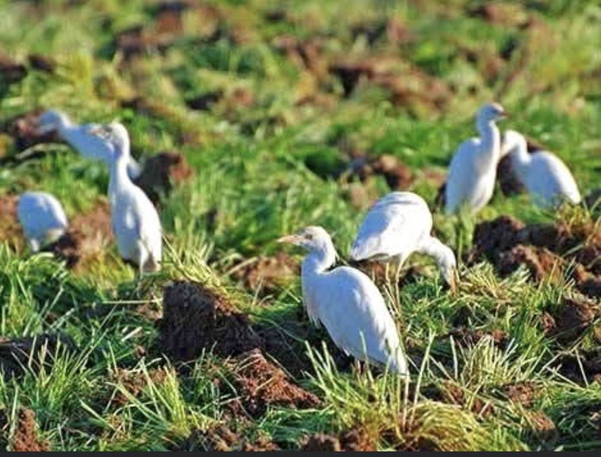 Known as lekeelekee in many parts of Nigeria. Does this bird still give white patches on people’s, p...