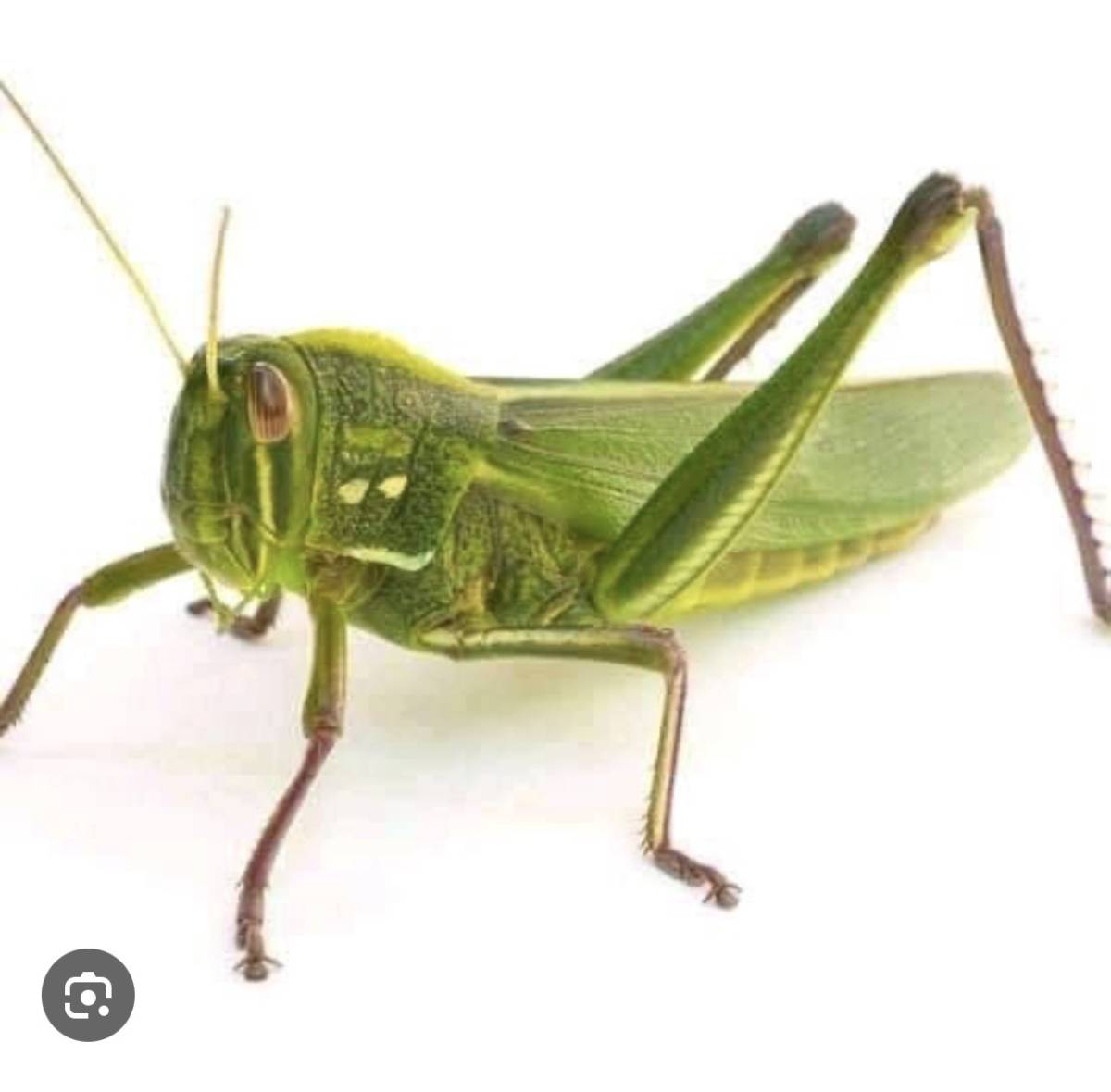Who remember name of this insect while growing up ? When we catch it π we even Dey keep inside nylo...