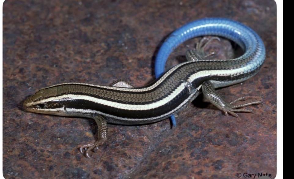 If you grew up in Yorubaland and you believe Alayunbere turns to a snake, gather here we have family...