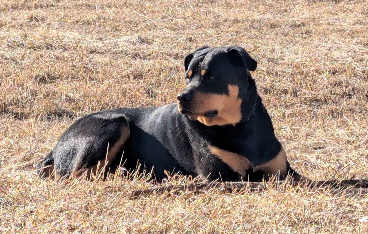 Dogs are better companions than criminal Nigerian politicians.
I love my country but political class...