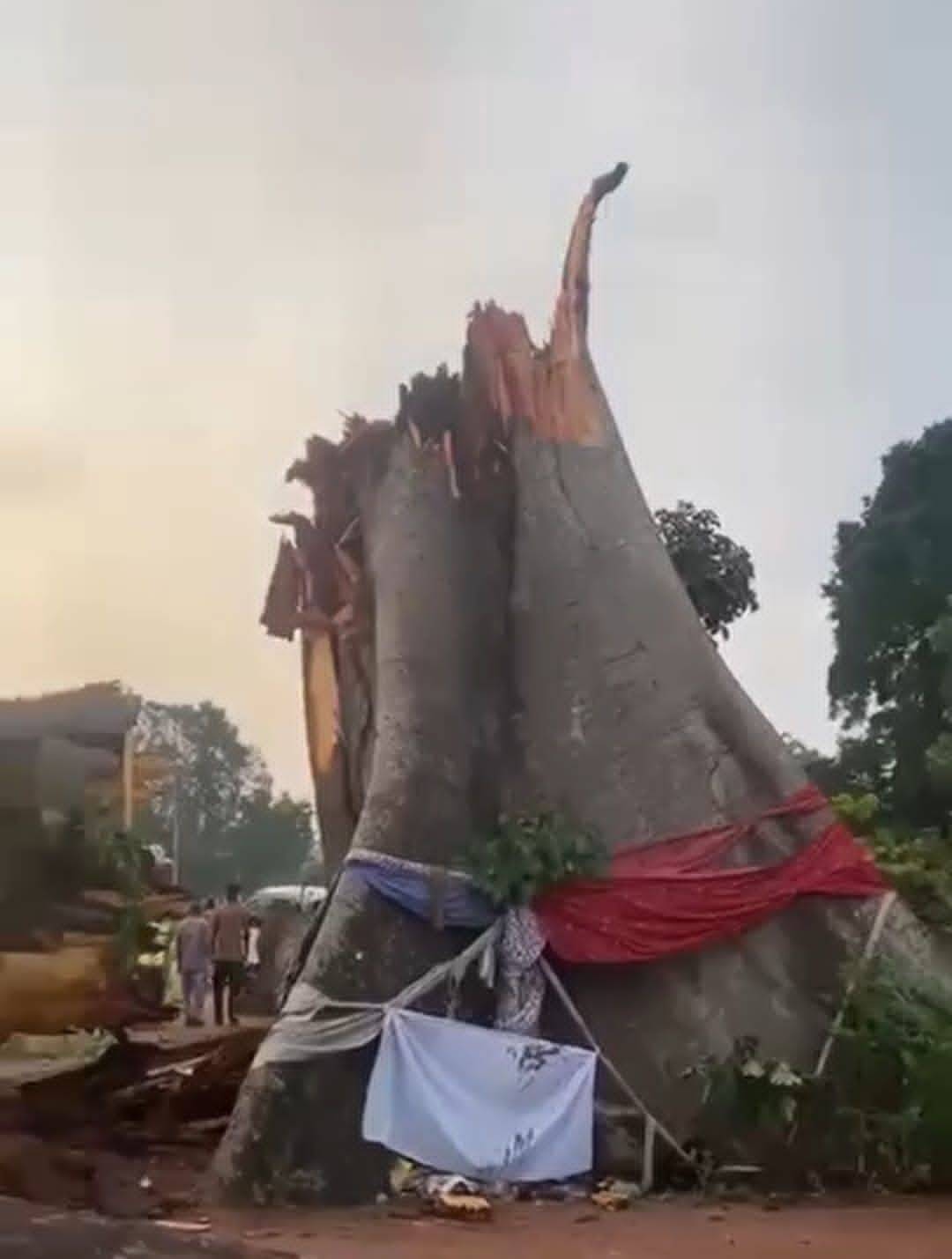 Sad:
After a heavy downpour, a highly revered ancient tree in Awhum fell, killing at least 11 peopl...