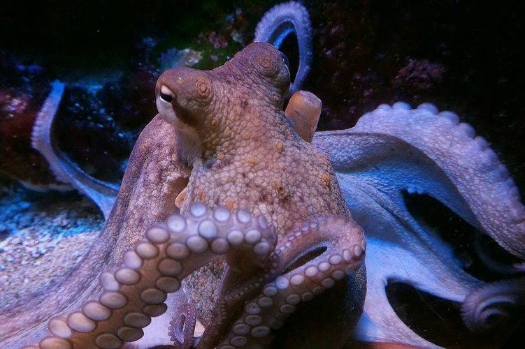 WILDLIFE: Why do female octopuses throw shells and stones at male to avoid mating? | Read full news...