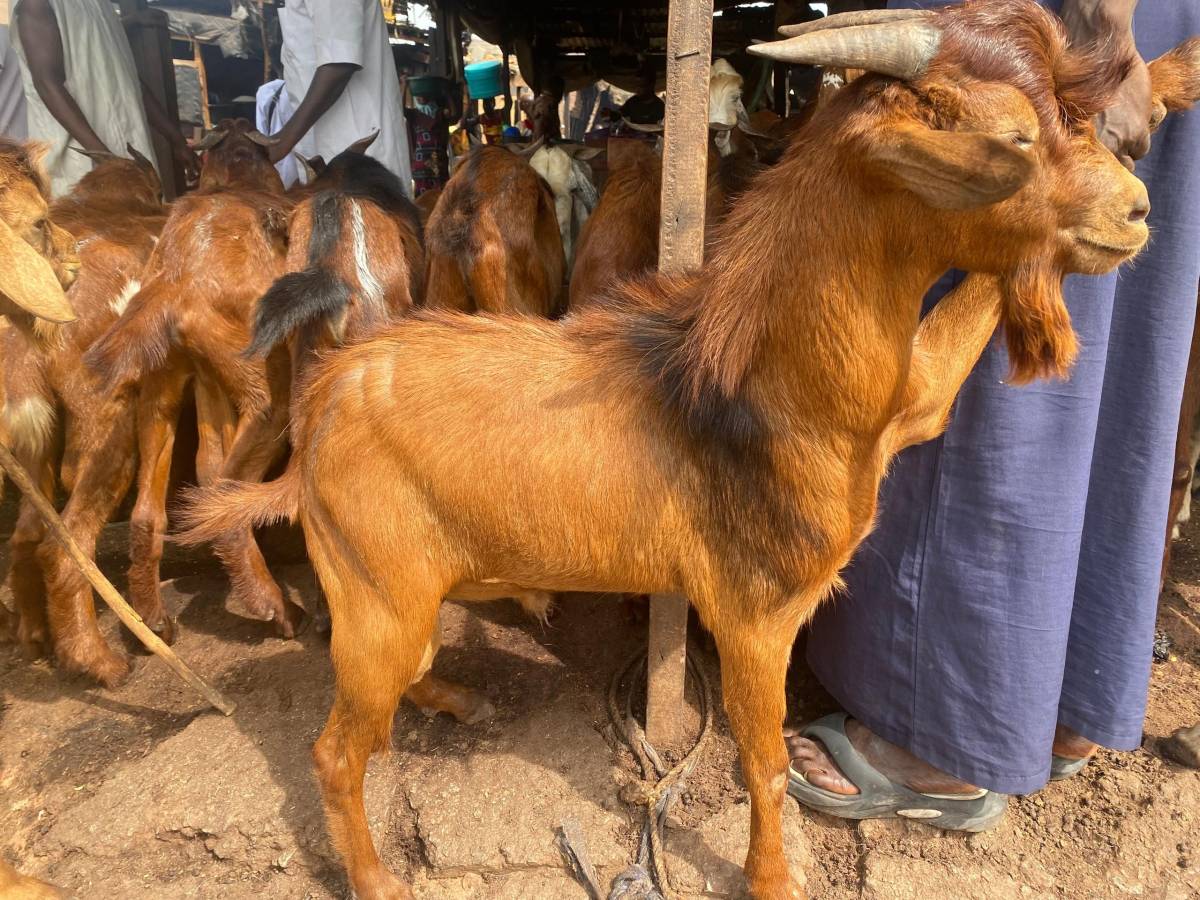 Don't sell your vote just as this goat is sold.. Your future is more important than your today.