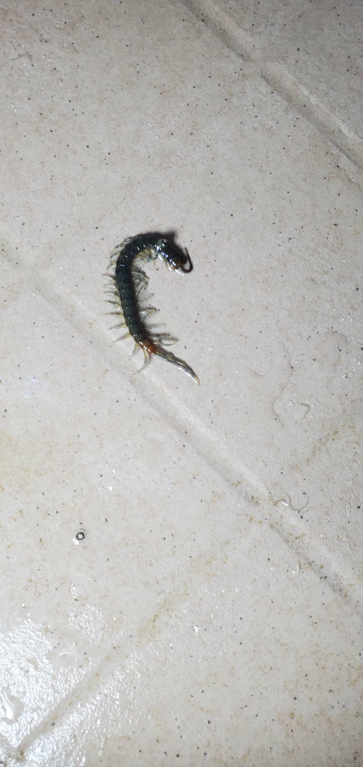 Pls help this thing always come out from my toilet floor tile I spent more money on sniper but it se...