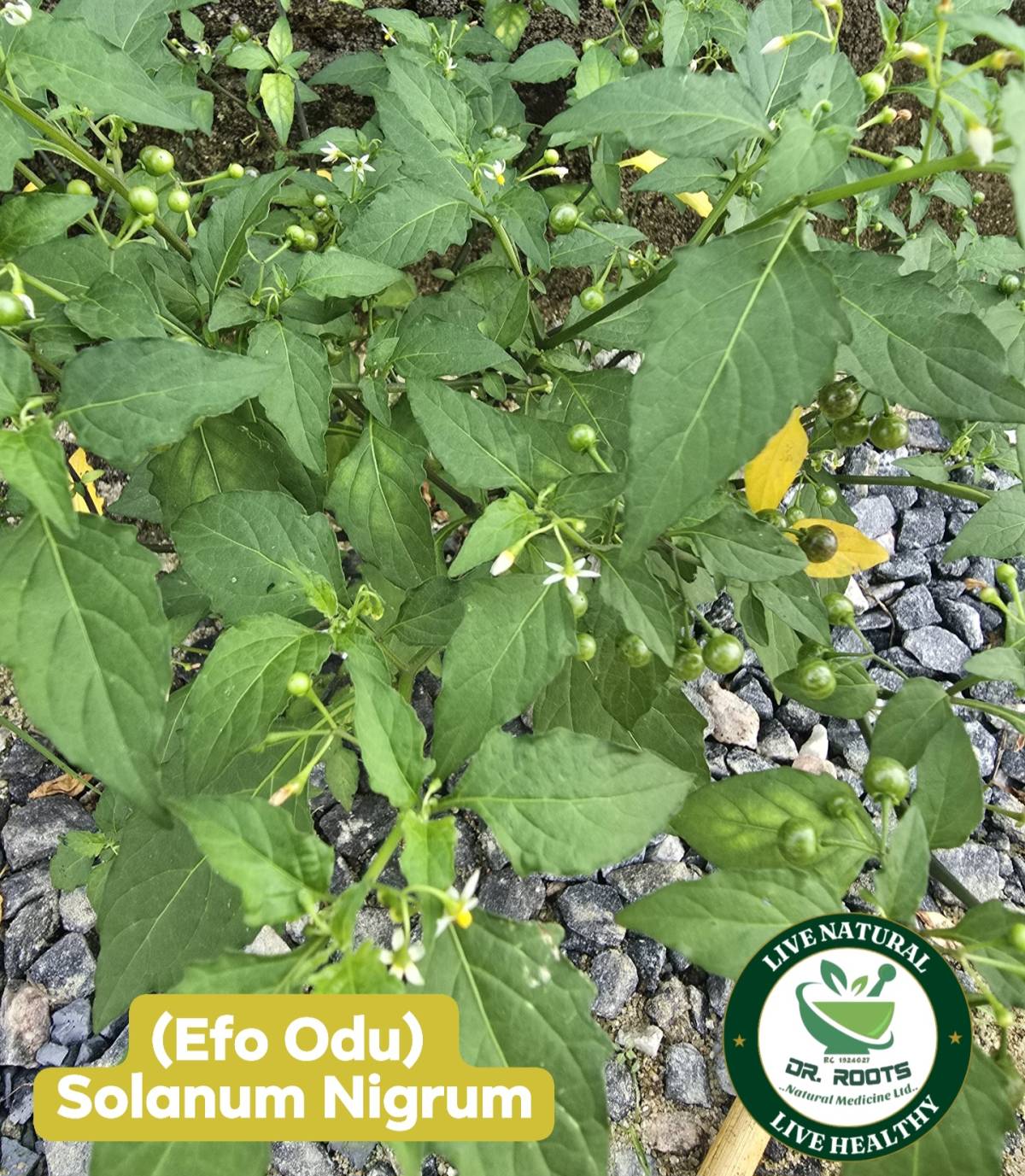 This is Efo Odu, it's botanically called Solanum Nigrum.
The perfect vegetable for treatment of S...