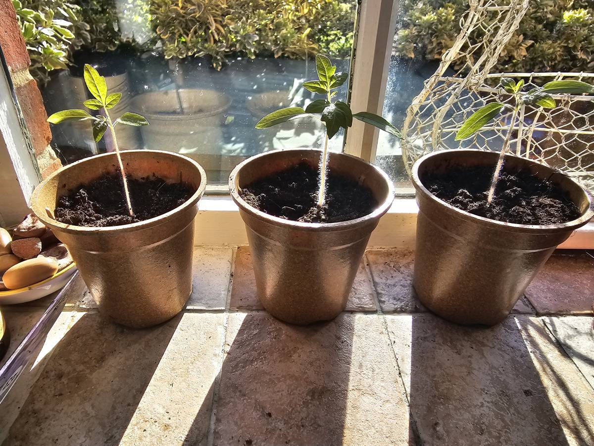 Some things make me smile beyond everyone on @lekeelekee and that are the tomato plants I showed. Gr...