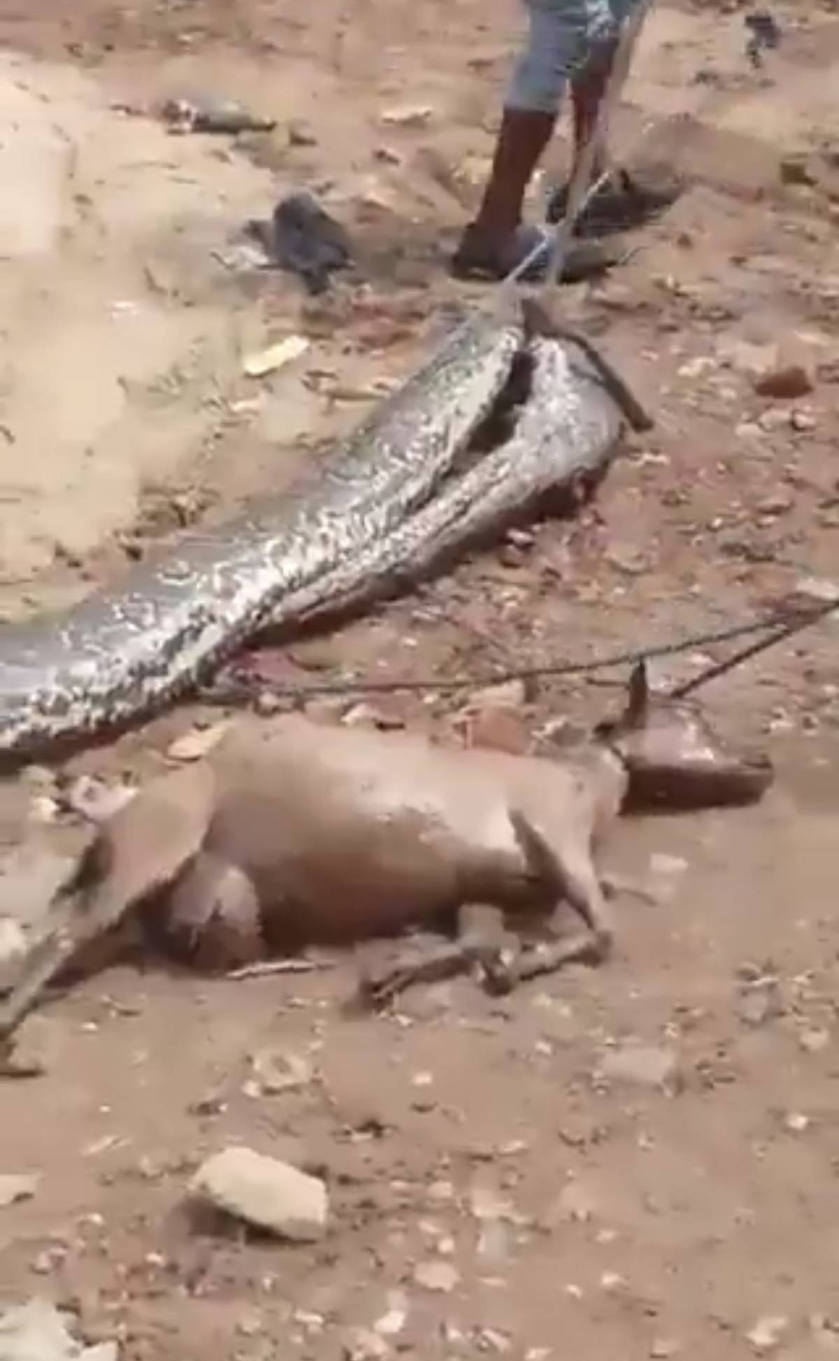 Giant python π caught swallowing a goat π³