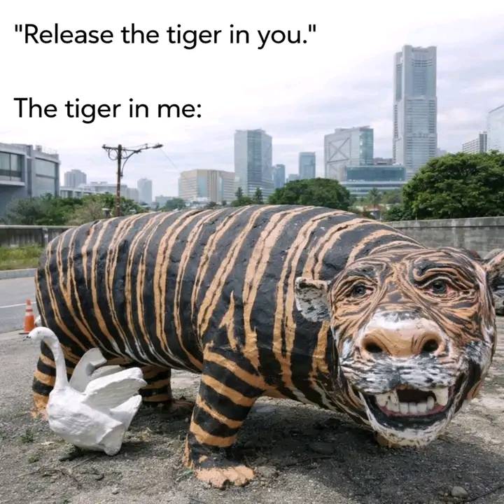 My confidence vs reality. 🐯😂