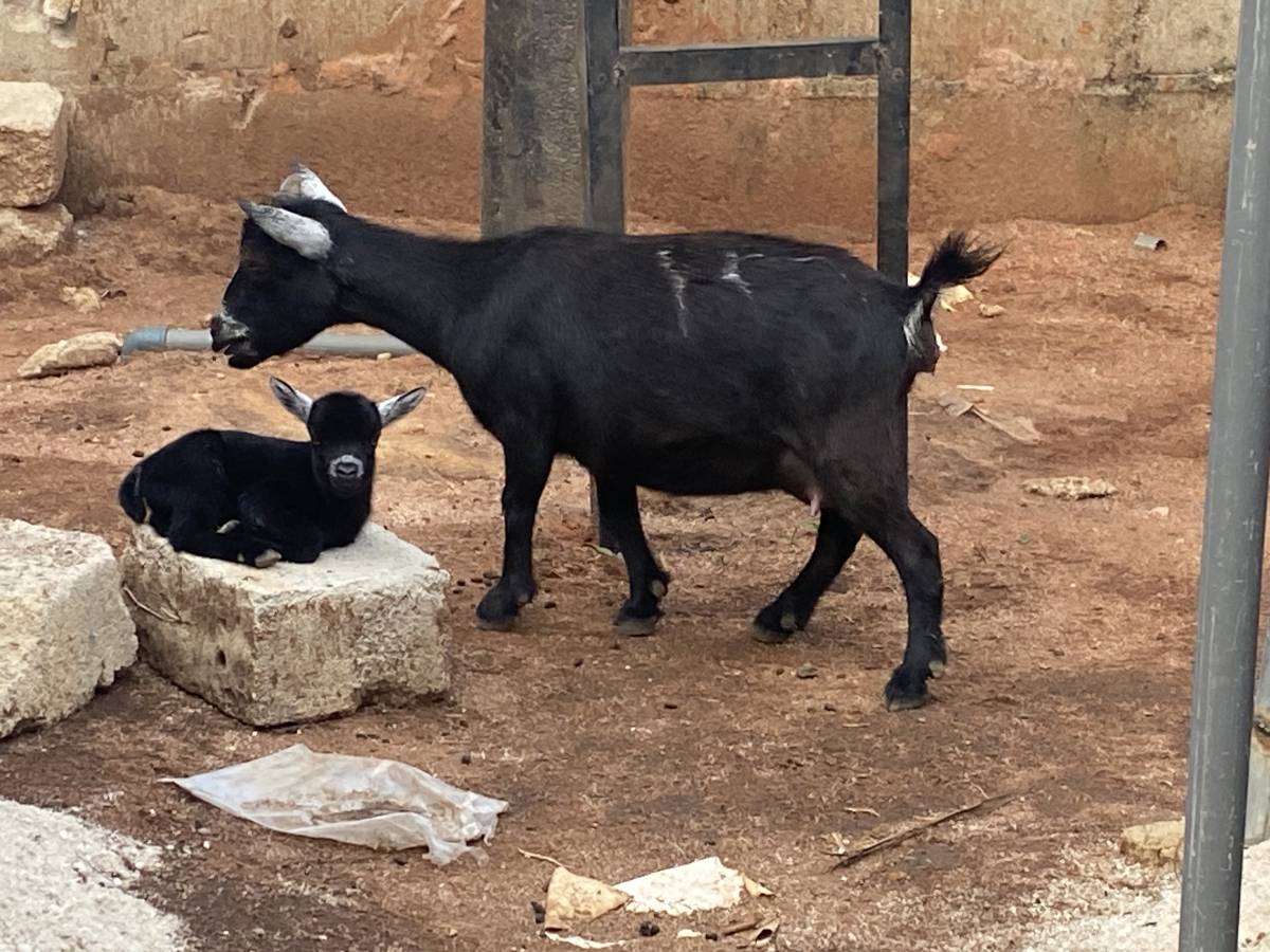 The very first Life born in my farm. Lelenwa Agro Foods. Owerri Imo state.✌️✌️✌️✌️