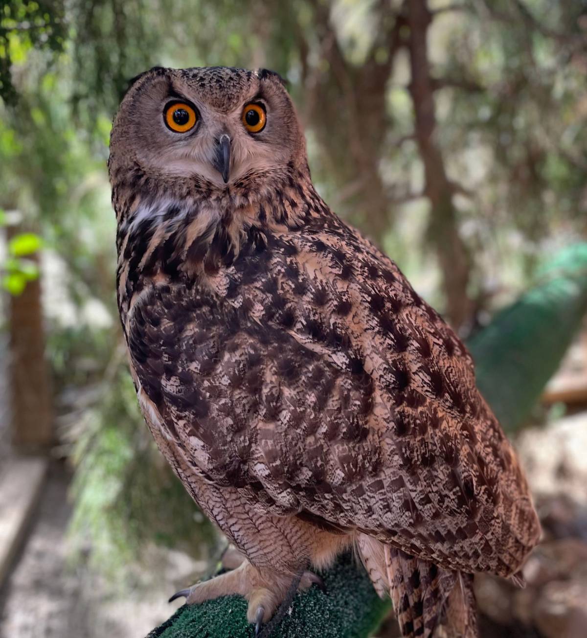 When they tell you the OWL is watching know truly it's watching.