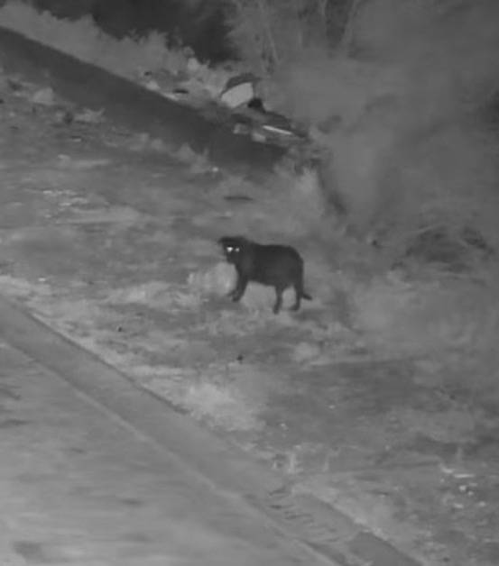 Italian police have accused a pet owner of training their dog to illegally dump trash.
CCTV footage...