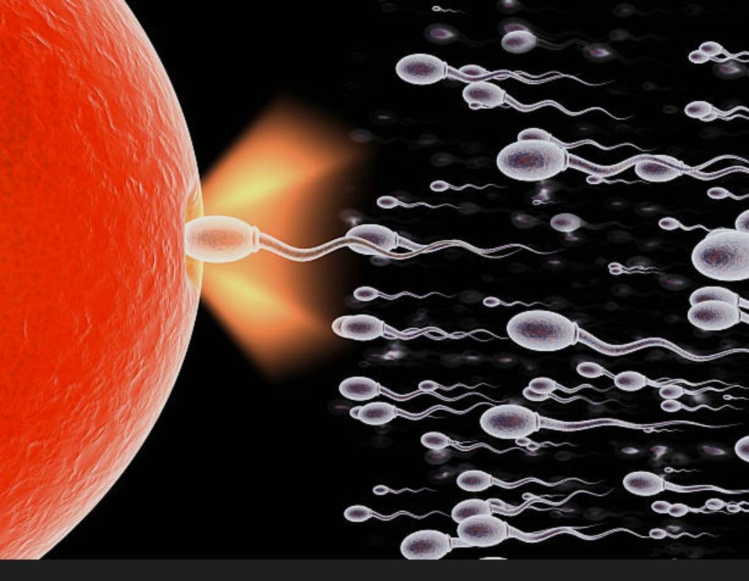 Life is a struggle right after a man's ejaculation .