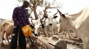 Bloodshed on the Rise: Over 3,000 Dead as Government Dithers on Ranching Reform
source -https://ni...