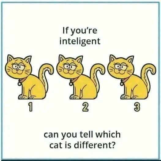 Can you tell which cat is different?