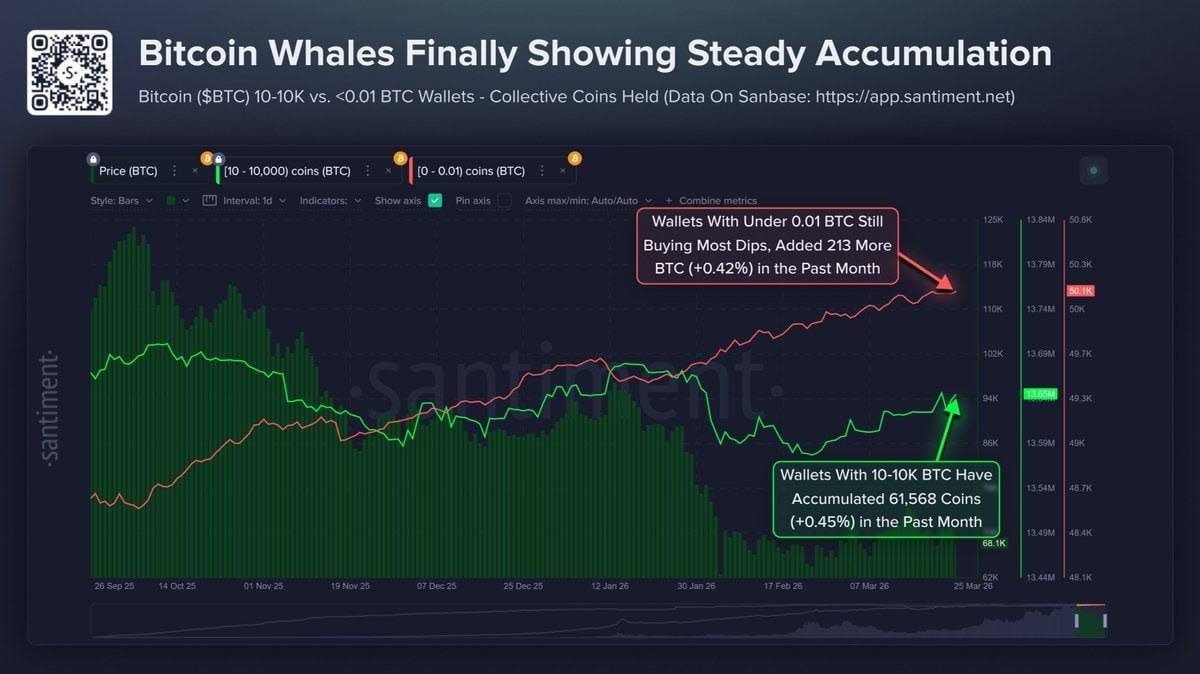 ๐ช Wallets holding 10Kโ100K BTC accumulated 61,568 Bitcoin over the past month