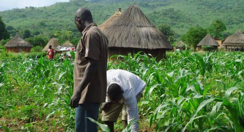 Nigeria🇳🇬 has secured $500 million from the World Bank to revive its struggling agriculture sector....
