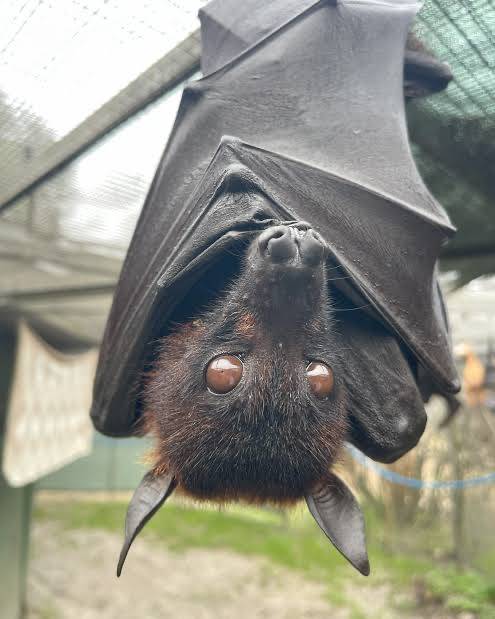 Do you know that Bat are echolocation animal, which means that they only see with sound and it is in...