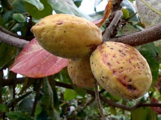 I remember when 'FRUIT' was such an innocent delicacy